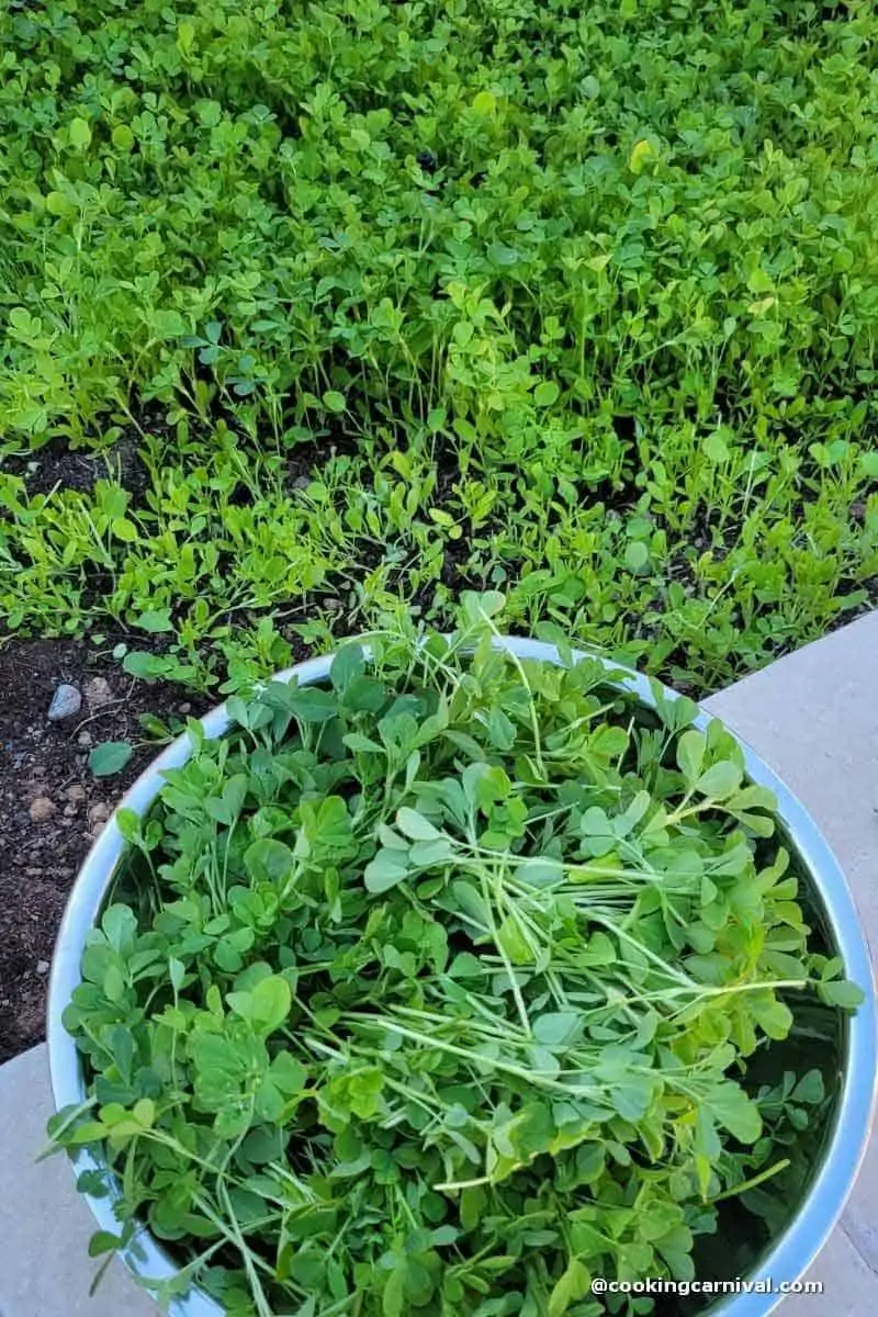 fresh methi growing in the backyard. 